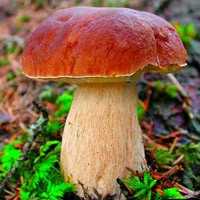 Где растут белые грибы и как их собирать