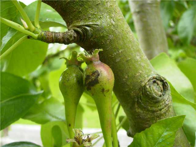 Чернеют листья (плоды, побеги, ствол) на груше: фото, что делать, как бороться