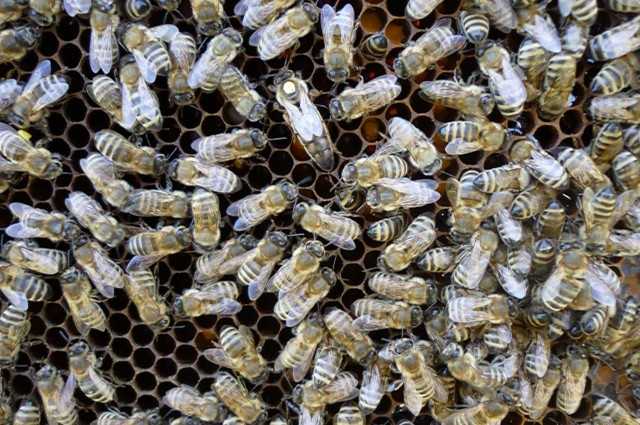 Пчёлы карника: описание породы, характеристики, отзывы пчеловодов