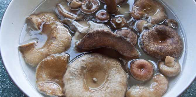 Все, что вам необходимо знать про грибы свинушки