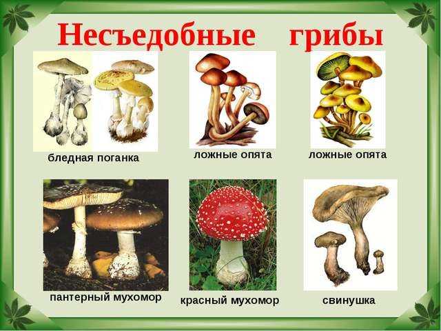 Съедобные грибы: список с подробным описанием и фото