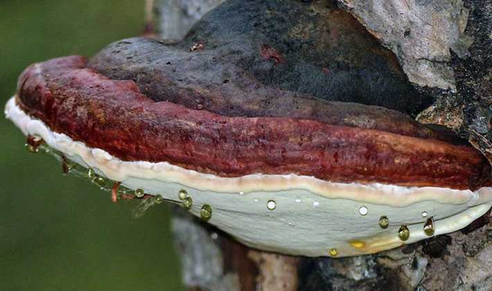 Трутовик швейница — описание, где растет, ядовитость гриба