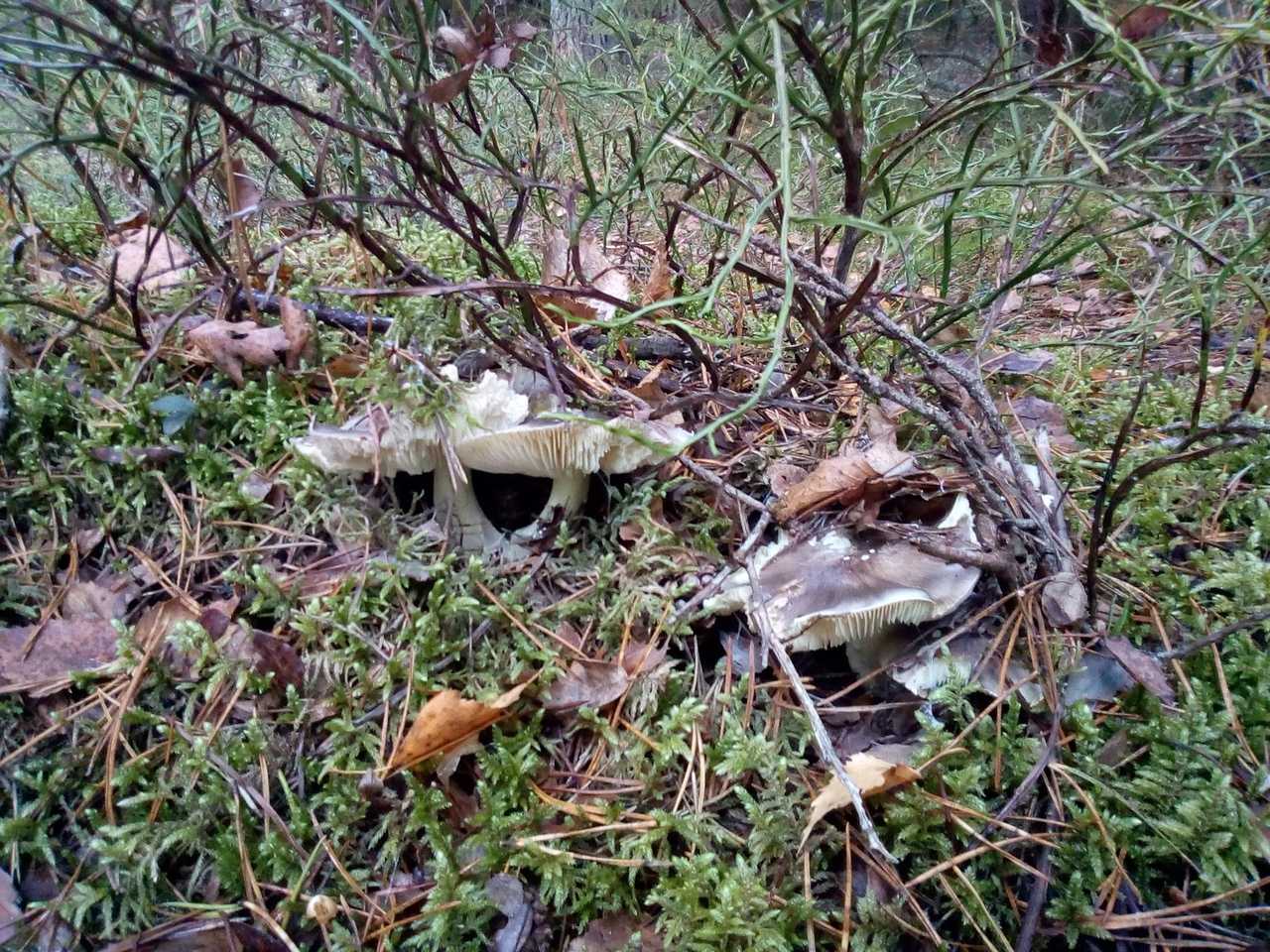 Съедобные грибы ленинградской области