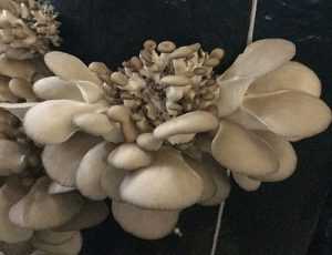 Вёшенки – фото, выращивание, виды, польза и вред, описание грибов