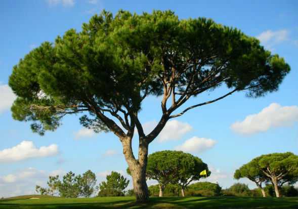 Сосна итальянская Сильверкрест (Pinus pinea Silver crest): особенности культуры, описание, фото. Выращивание пинии Сильверкрест: выбор места, посадка, уход, возможные проблемы.