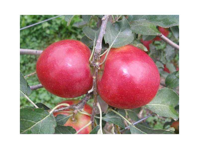 Описание сорта яблони «старкримсон»: преимущества и слабости