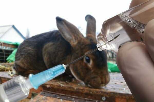 Миксоматоз у кроликов лечение в домашних условиях, можно ли есть мясо, причины, профилактика болезни - kotiko.ru