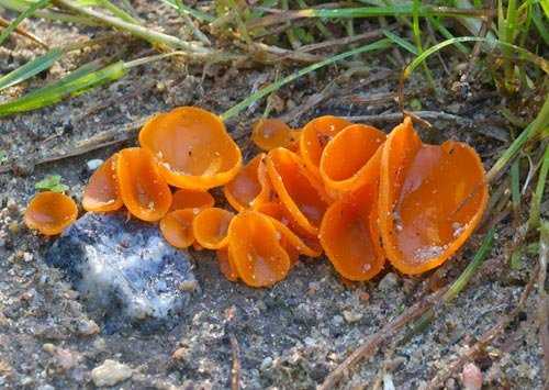 Алеврия оранжевая- красивый съедобный гриб.