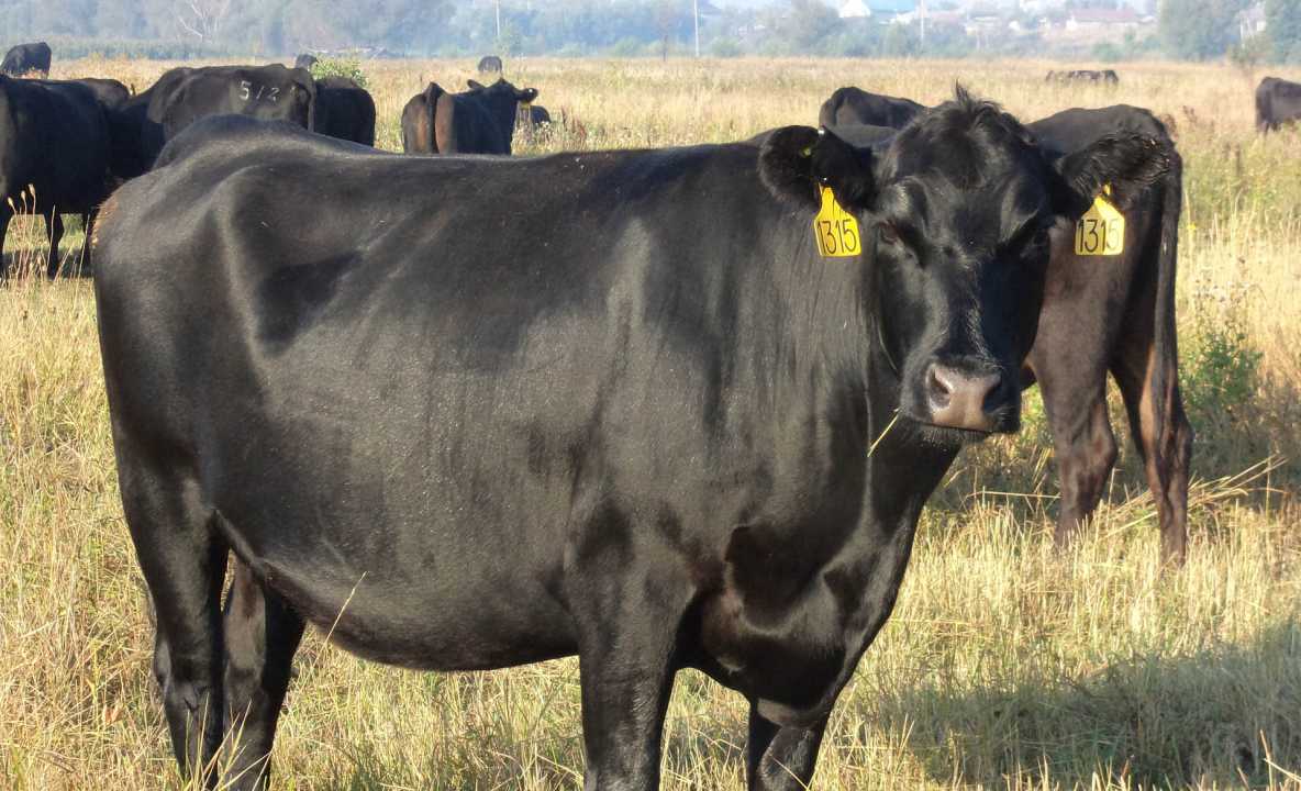 Мини-коровы: особенности и описание пород
