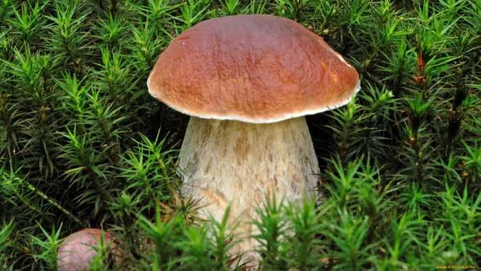 Боровик золотистый: как его узнать, где растет редкий гриб, какими пищевыми качествами обладает, на какие виды похож, и в чем его ценность.