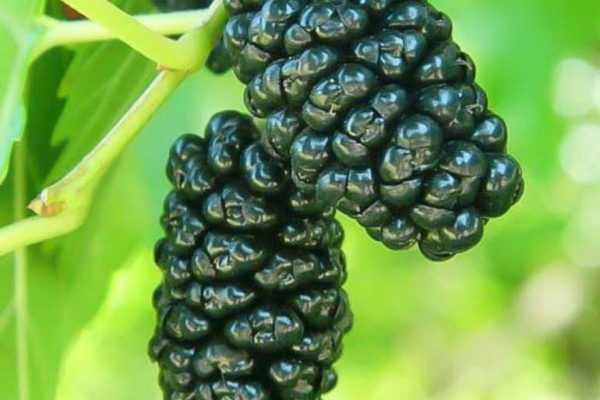 Как правильно выращивать черную шелковицу и особенности ухода за ней