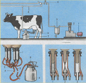 Оборудование для доения коров: описание аппаратов и станков для дойки крс