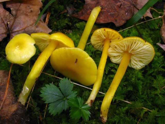 Октябрьские грибы: съедобные и несъедобные виды - огород, сад, балкон - медиаплатформа миртесен
