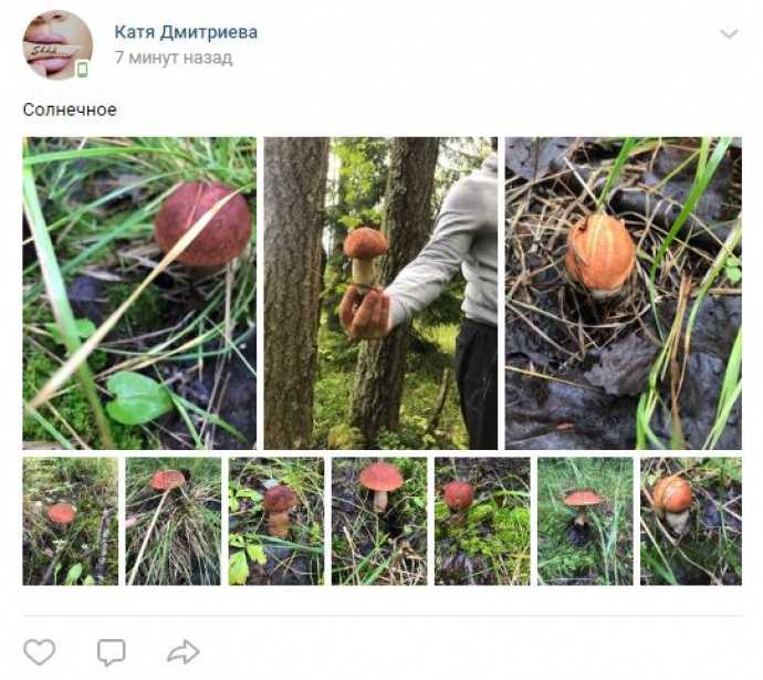 Самые грибные и ягодные места ленинградской области