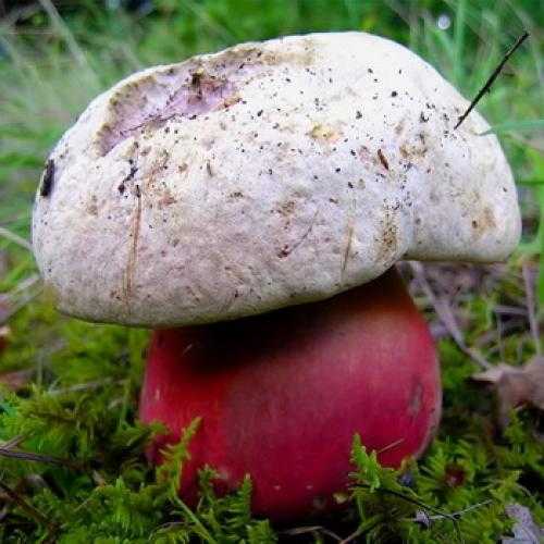 Желчный гриб | мир чудес
