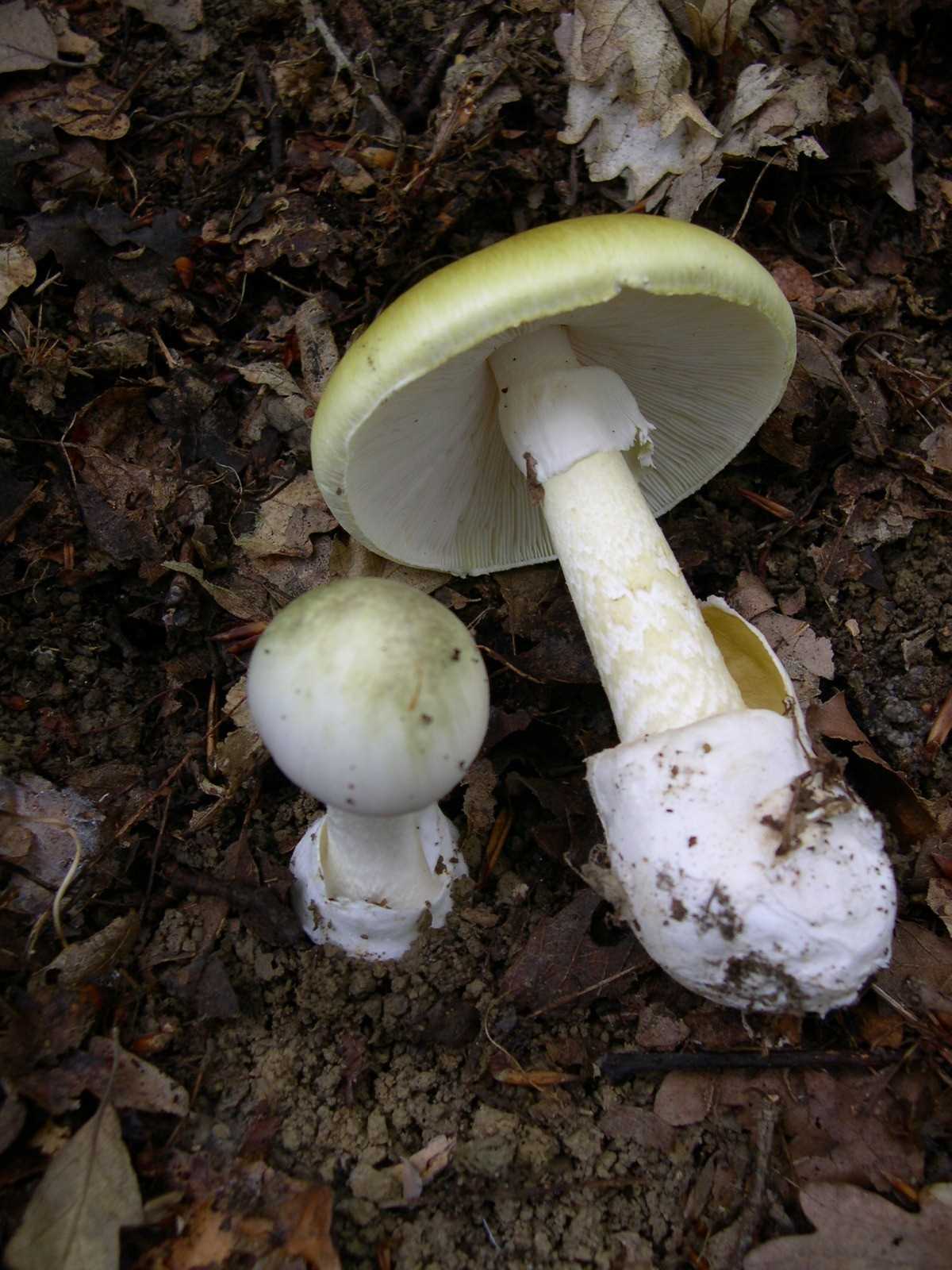 Серная голова: как выглядит гриб, где растет, можно ли есть, симптомы отравления