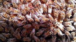 Окситетрациклин для пчел: инструкция по применению, как разводить, как давать