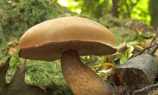 Сколько времени растут белые грибы после дождя. сколько растет гриб после дождя? | дачная жизнь