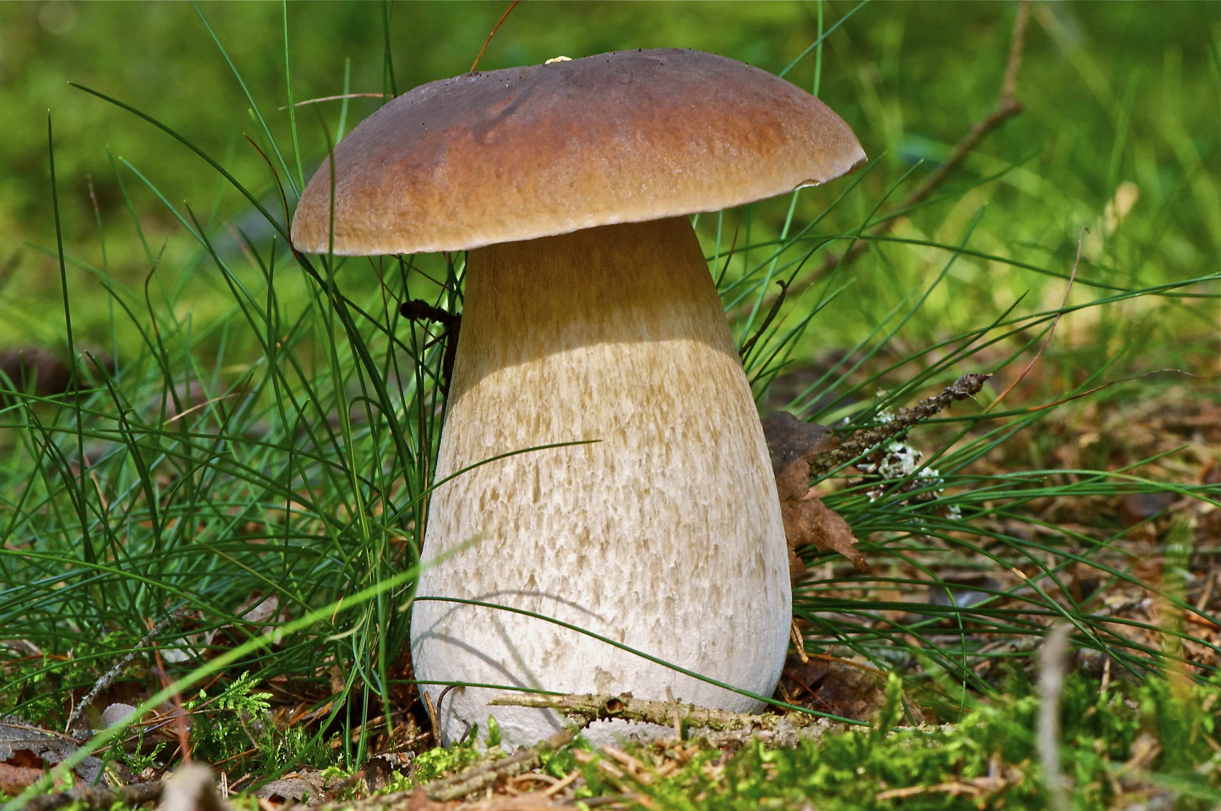Энтолома седая (entoloma incanum) –  грибы сибири