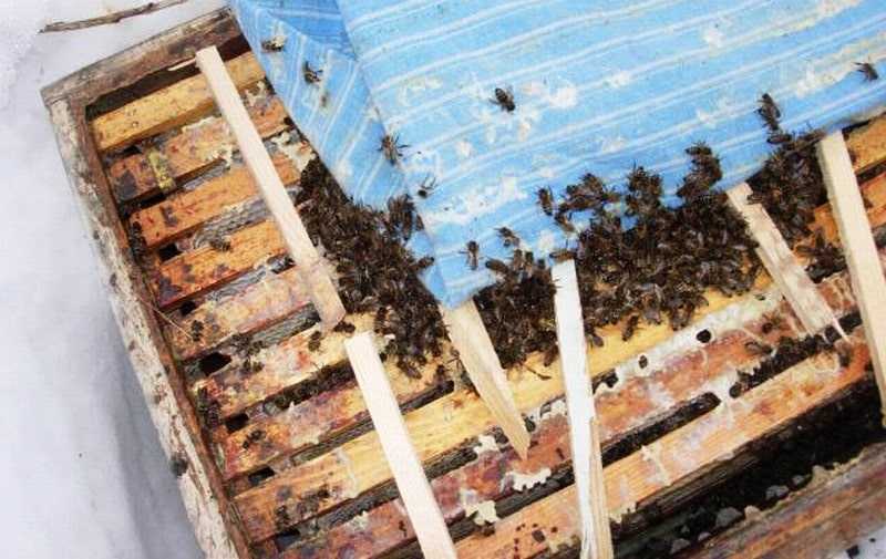 Как делать отводки пчел весной