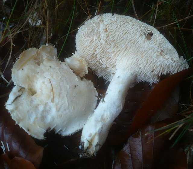 Ежовик желтый (hydnum repandum): фото, описание и как готовить этот гриб