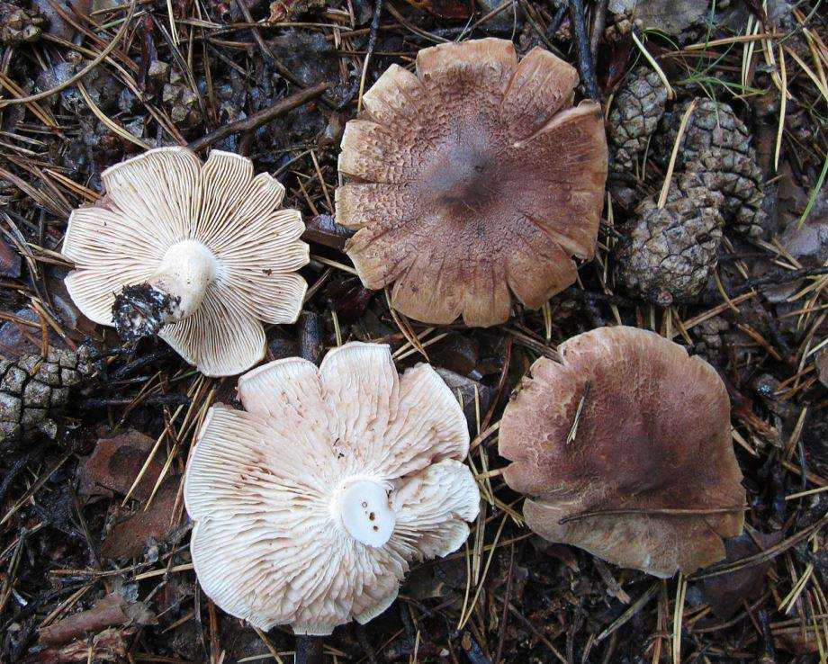 Рядовка (гриб) – описание, виды съедобные и ядовитые, фото