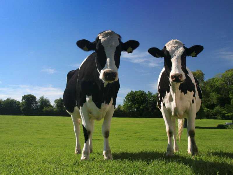 Джерсейская порода коров: характеристика, особенности ухода и разведения