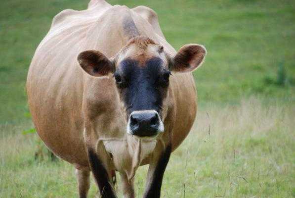 Корова после отёла: как ухаживать, чем кормить, как раздаивать