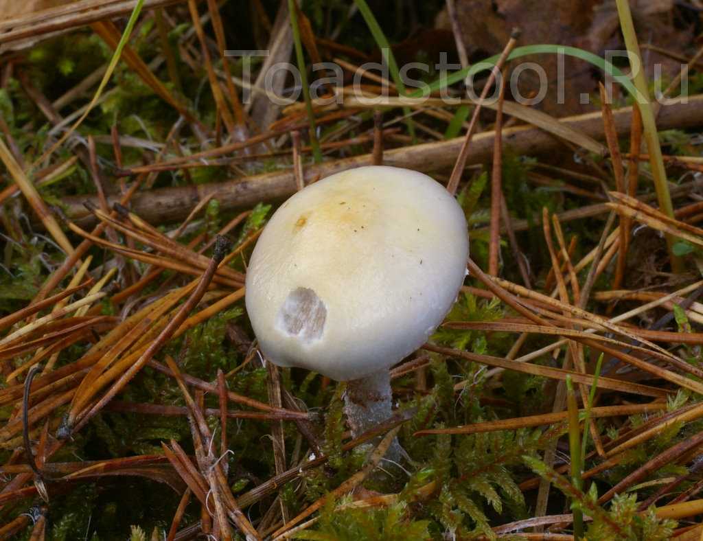 Строфария сине-зелёная (stropharia aeruginosa): съедобный гриб после отваривания