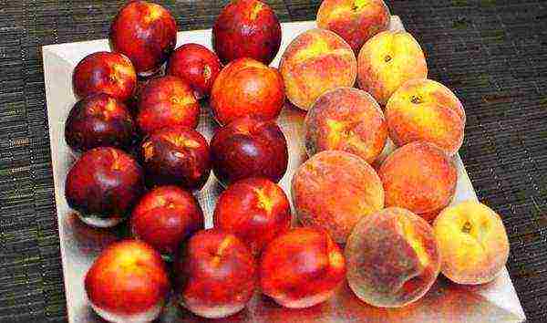 Персик донской — описание сорта и отзывы садоводов