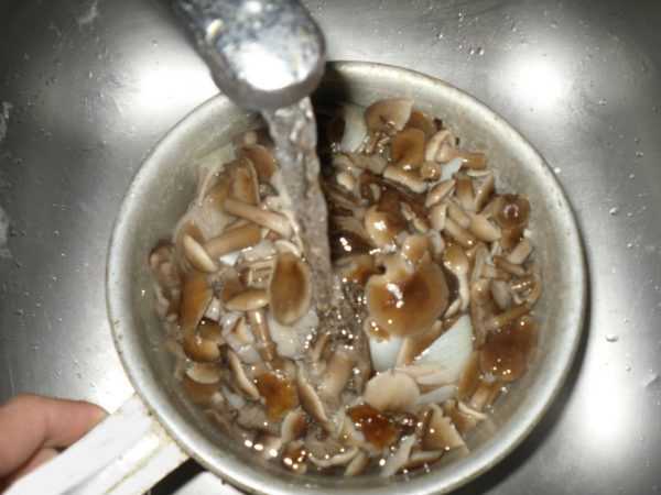 Как чистить белые грибы и мыть: перед жаркой, варкой, заморозкой - растения и огород