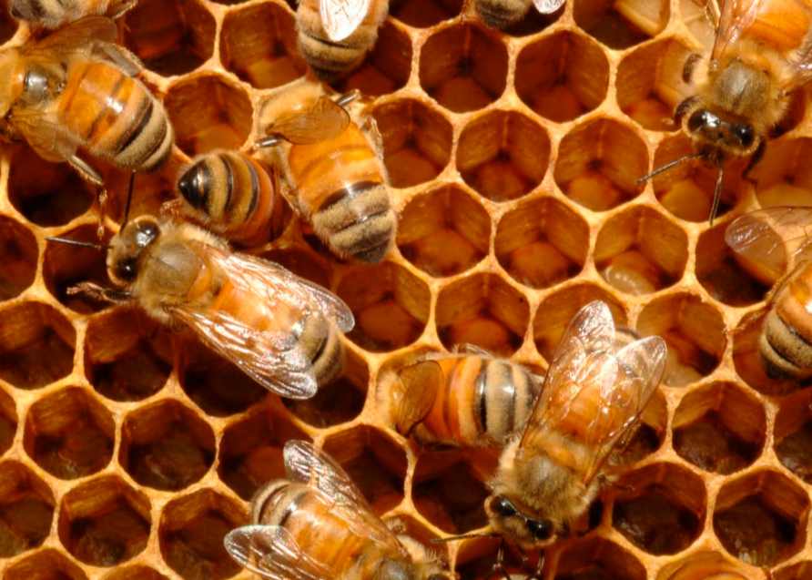 Пчелиные соты - правильные шестигранники, для строительства сот пчела использует воск
