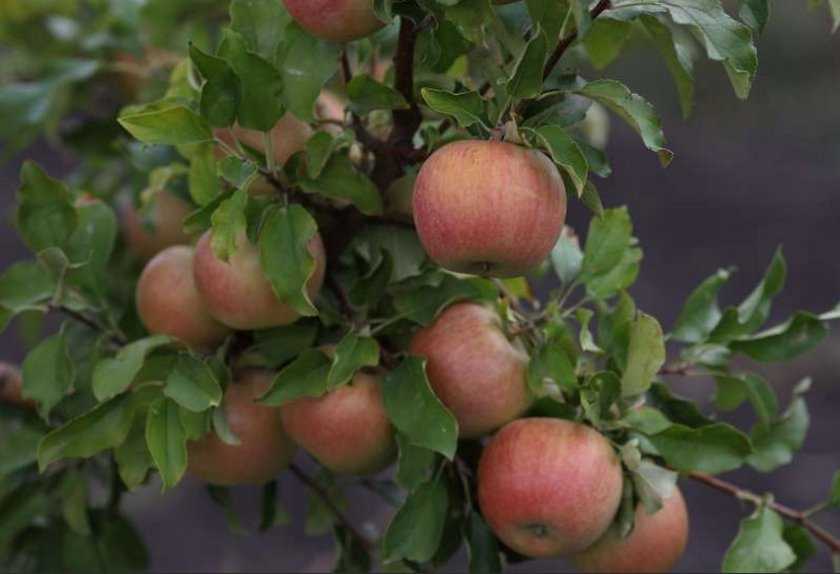 15 лучших сортов яблонь – рейтинг 2020 года