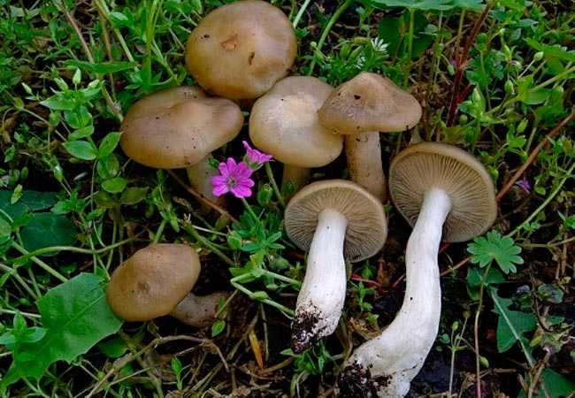Энтолома шерстистая (entoloma lanicum) –  грибы сибири