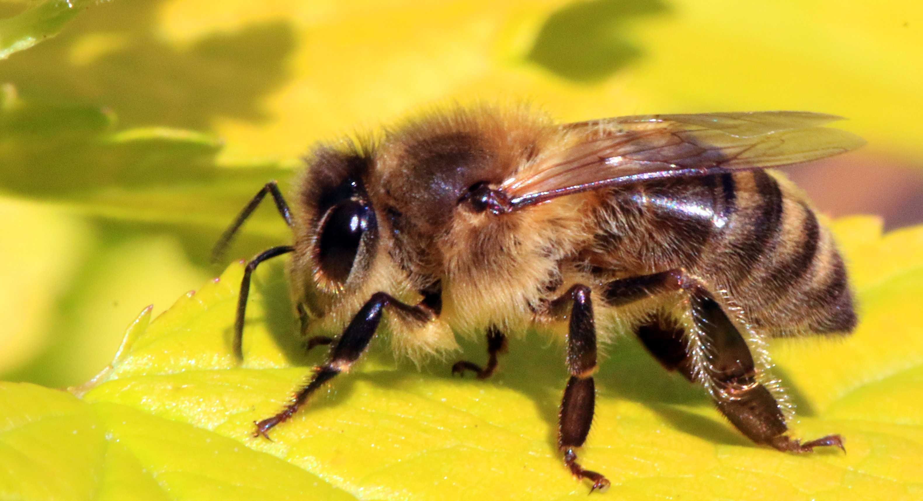 Кочевое пчеловодство — необходимый шаг к улучшению кормовой базы пасеки