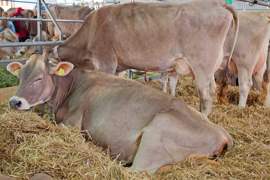 Симментальская порода коров: описание, характеристики, особенности содержания