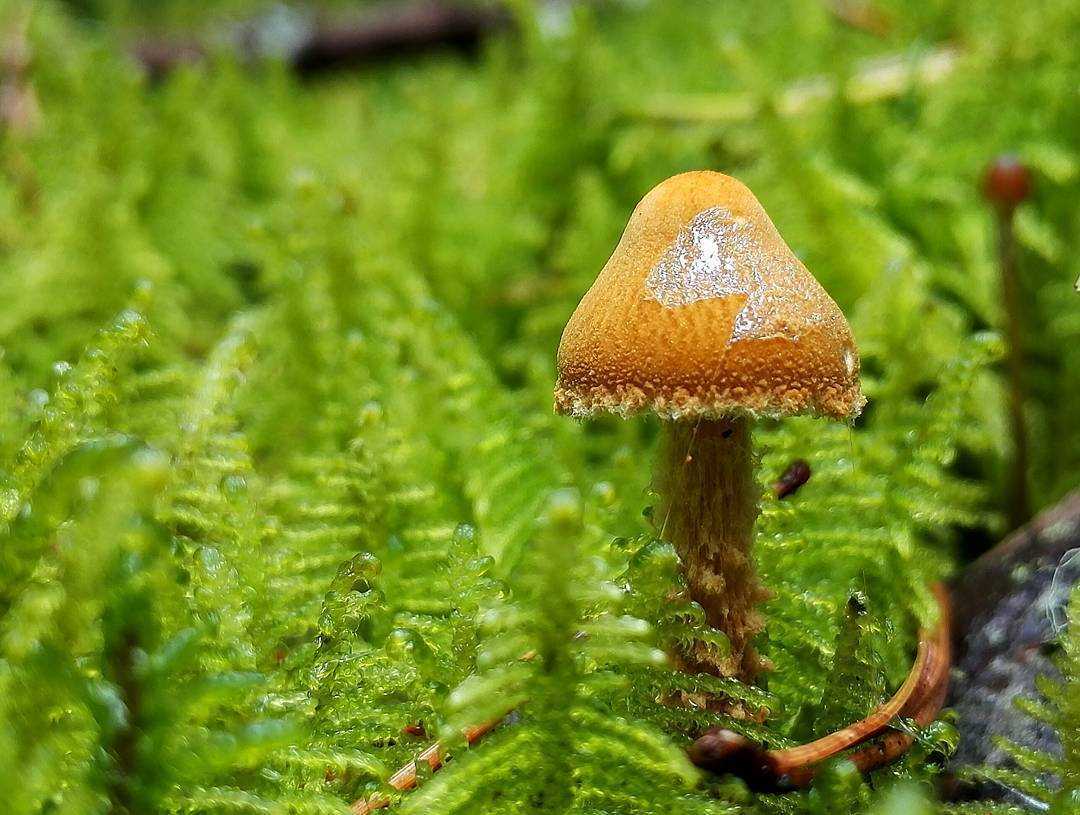 Виды вешенок: определение лесных и культивируемых грибов, отличительные признаки несъедобных и ложных