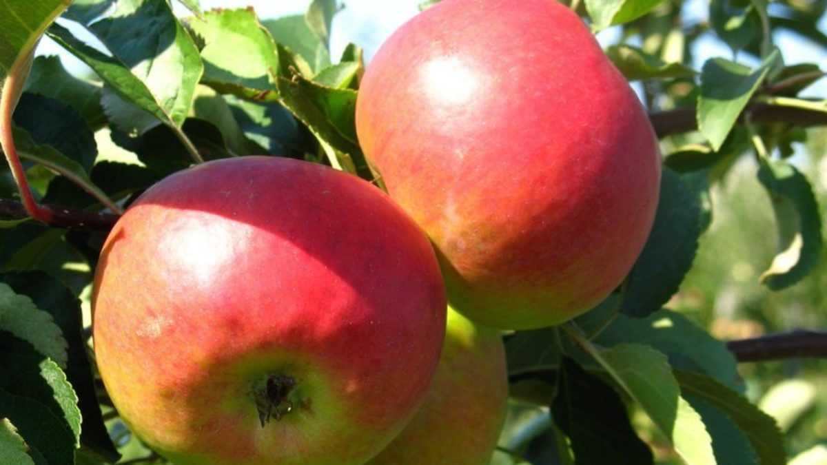 Как вырастить яблони сорта "жигулевское" у себя в саду