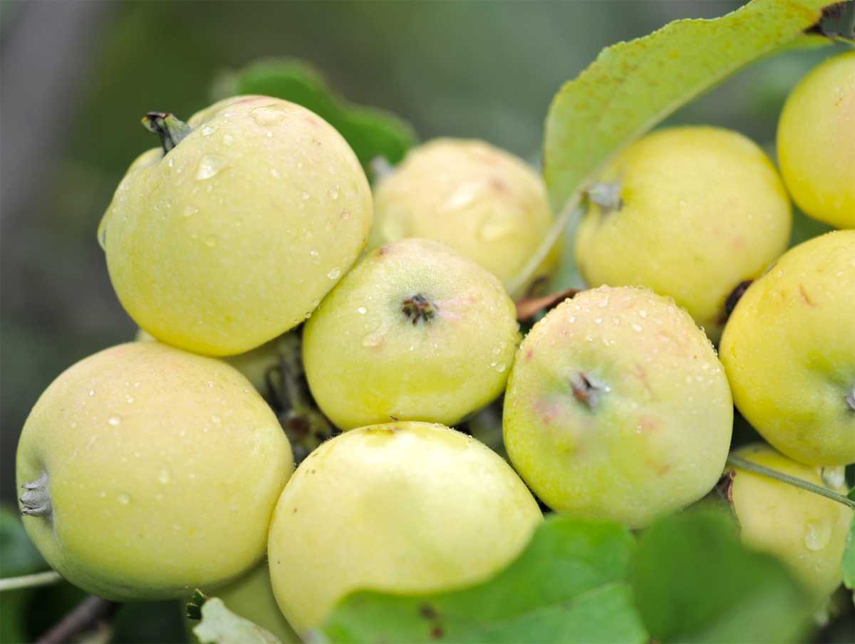 Описание сорта яблони китайка золотая: фото яблок, важные характеристики, урожайность с дерева