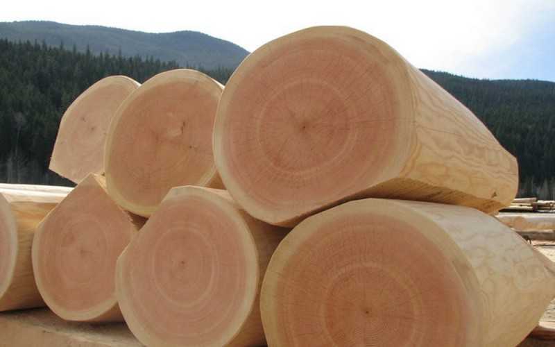Красный канадский кедр, или туя складчатая, роль в садовом дизайне. Характеристика древесины красного кедра. Применение в строительстве и в столярных изделиях.