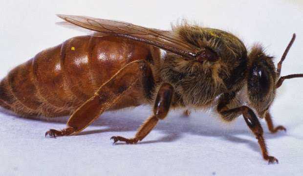 Пчеломатки бакфаст - описание породы, характеристики, содержание