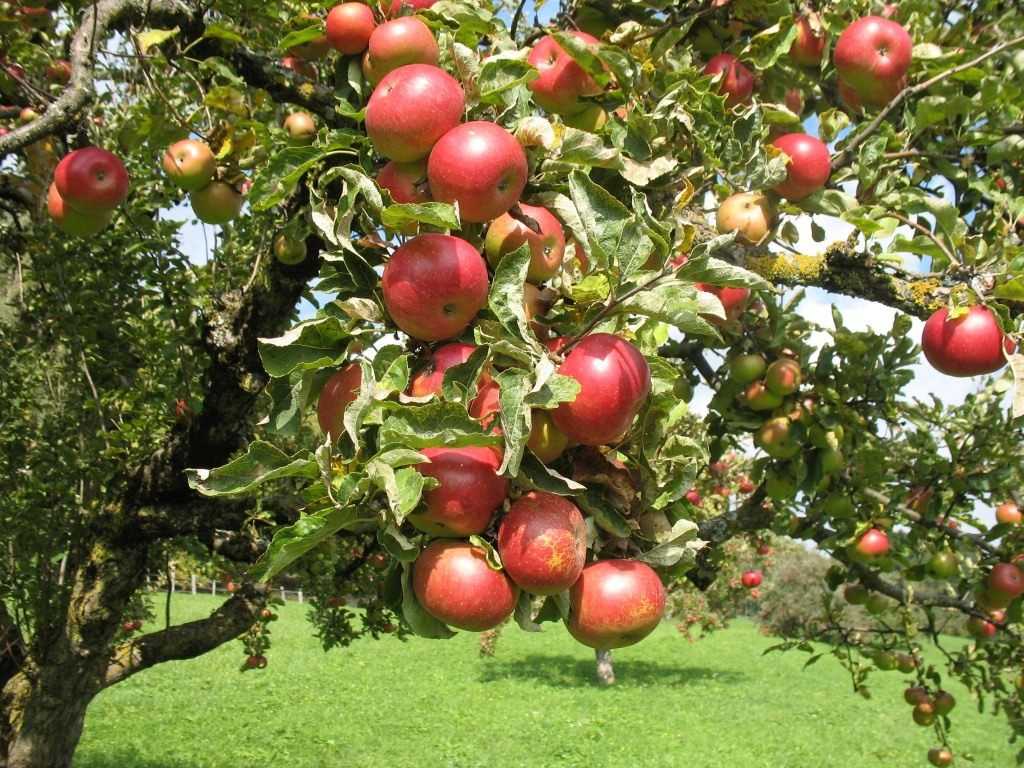 Сорт яблони лигол — описание, особенности выращивания