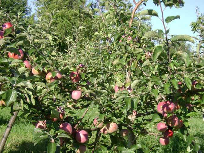 Яблоня флорина описание — самая устойчивая к заболеваниям яблоня.