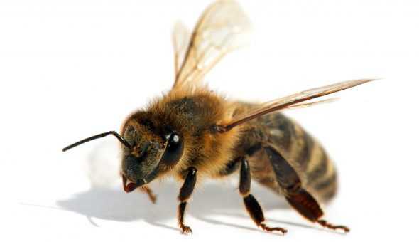 Описание пчел бакфаст, линии породы, положительные и отрицательные качества. Особенности содержания, необходимые условия для зимовки. Отзывы о породе.