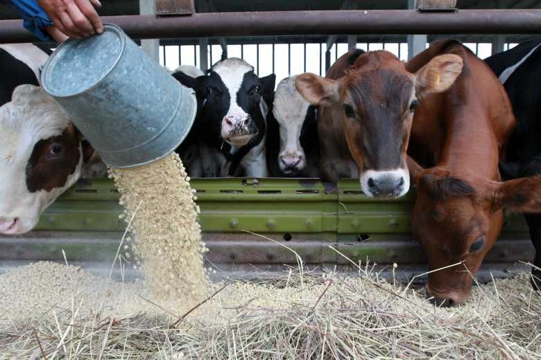 Корова плохо ест сено: почему, что делать