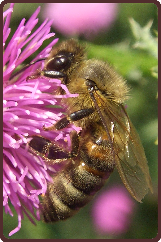 Зачем и что собирают пчелы: пыльцу или нектар
