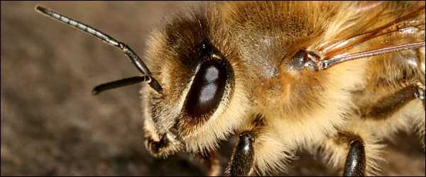 Строение пчелы - пчеловодство - животноводство - собственник