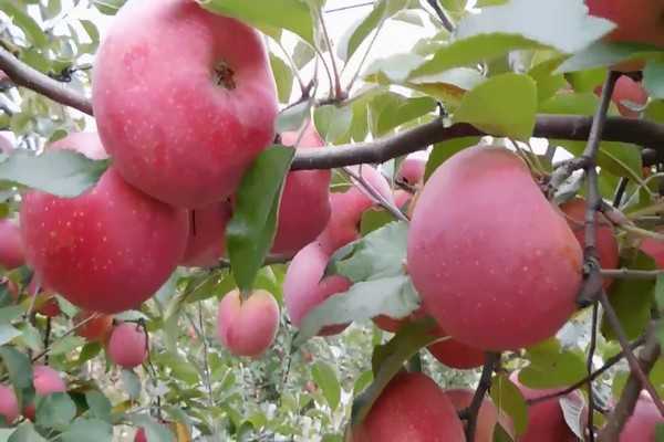 Яблоня «флорина»: описание сорта, фото и отзывы