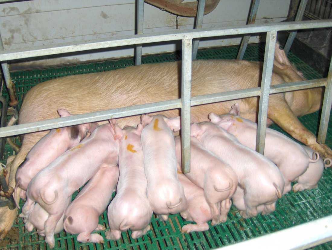 Отъем поросят от свиноматки: в каком возрасте и как это делать
