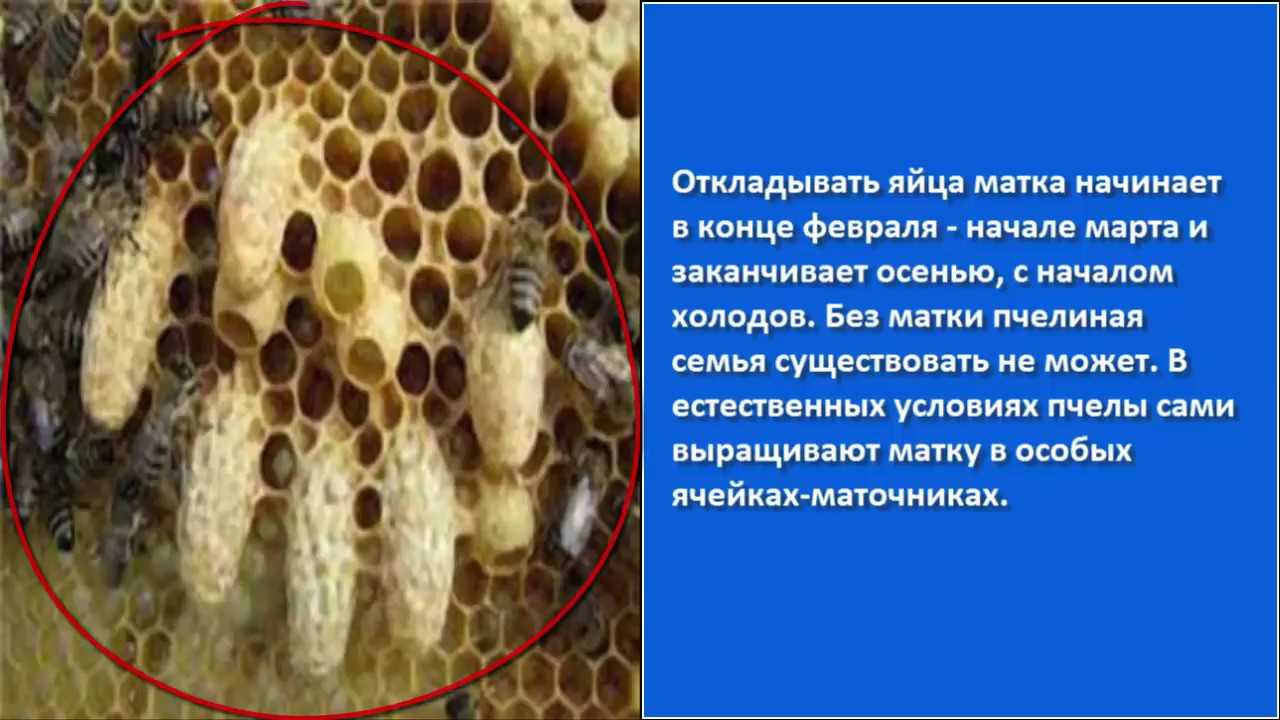 Пчелиная матка (королева): описание породы, виды, фото и видео